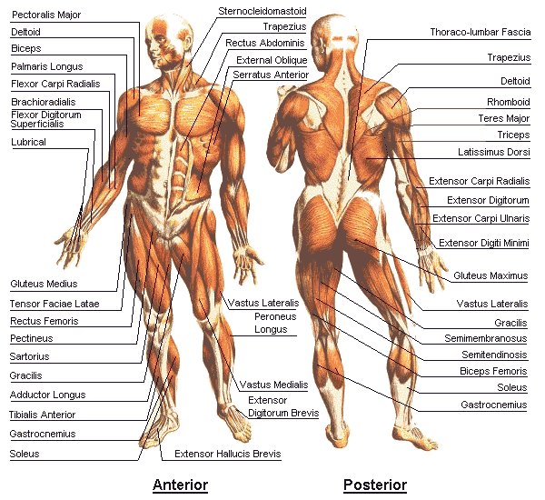 Muscles Chart - Click to see